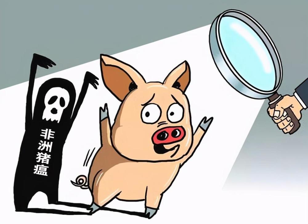 今日最新苗猪价格怎么样 全国各省20公斤仔猪价格
