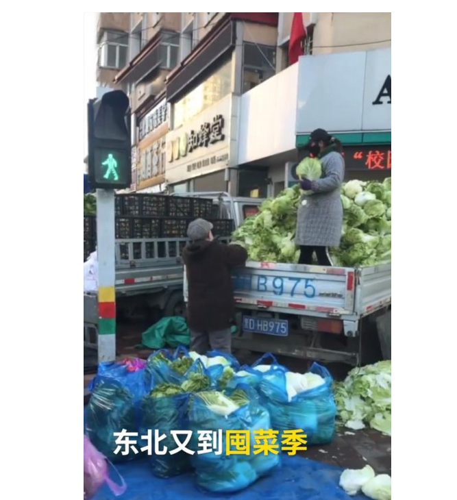 东北大娘雇车囤300斤白菜 大白菜怎么能够存放时间更长?