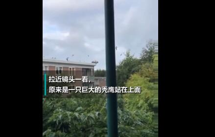 女子起床随手往窗外拍风景 拉近镜头后竟然有一只巨大的秃鹫