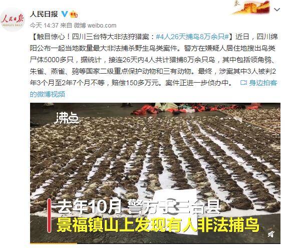 4人26天捕鸟8万余只 每只鸟以5毛钱的利润销往广州