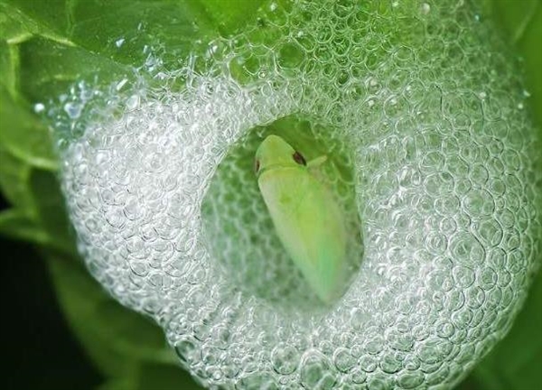 山上植物身上常见的白色泡沫是蛇的口水?流传至今的谎言终于破了!