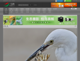 鸟网