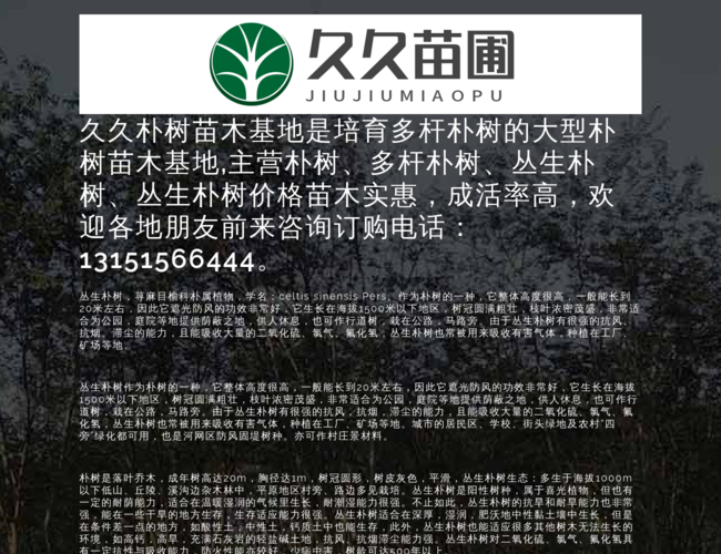 久久朴树苗木基地