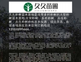 久久朴树苗木基地