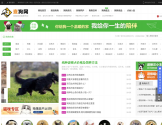 查狗网